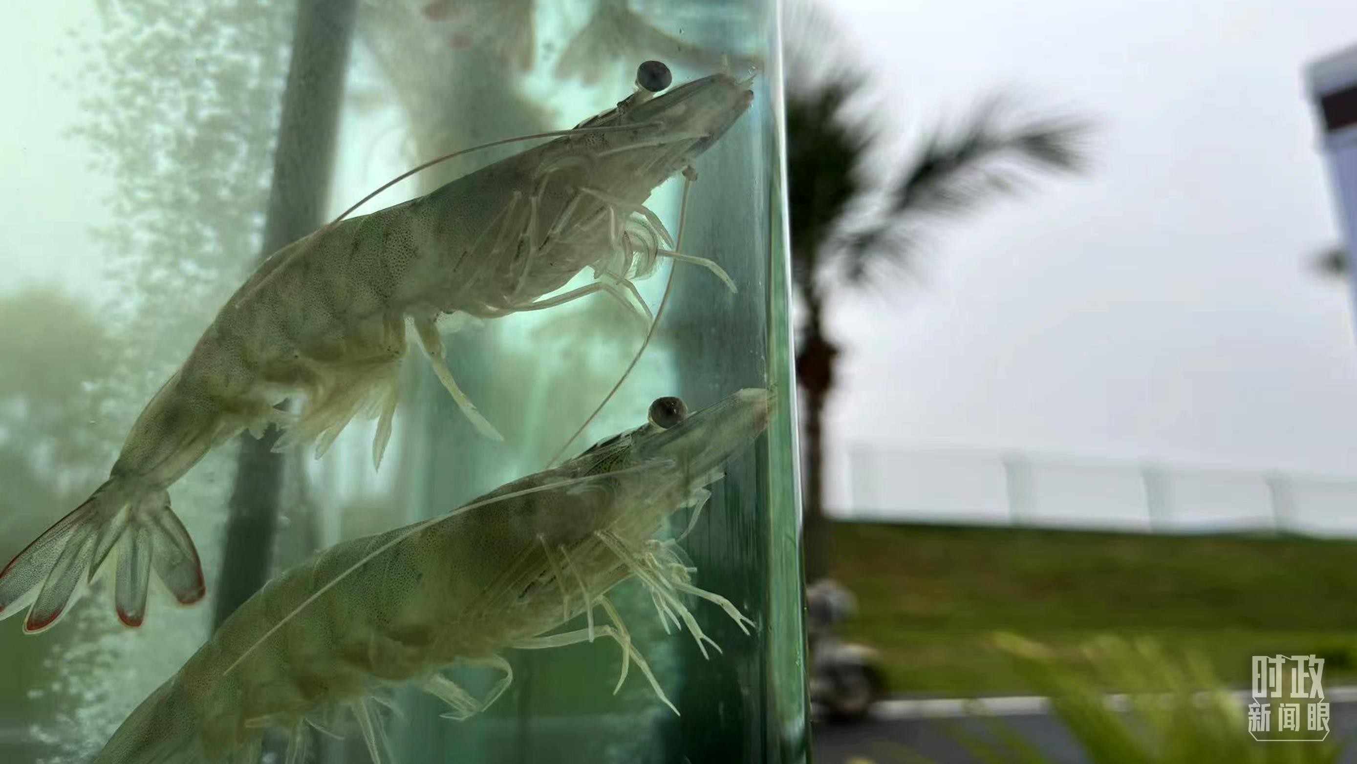 时政新闻眼丨习近平赴广东湛江考察，承载哪些战略考量？ UXmhdWJ65FJw69Z5jpg