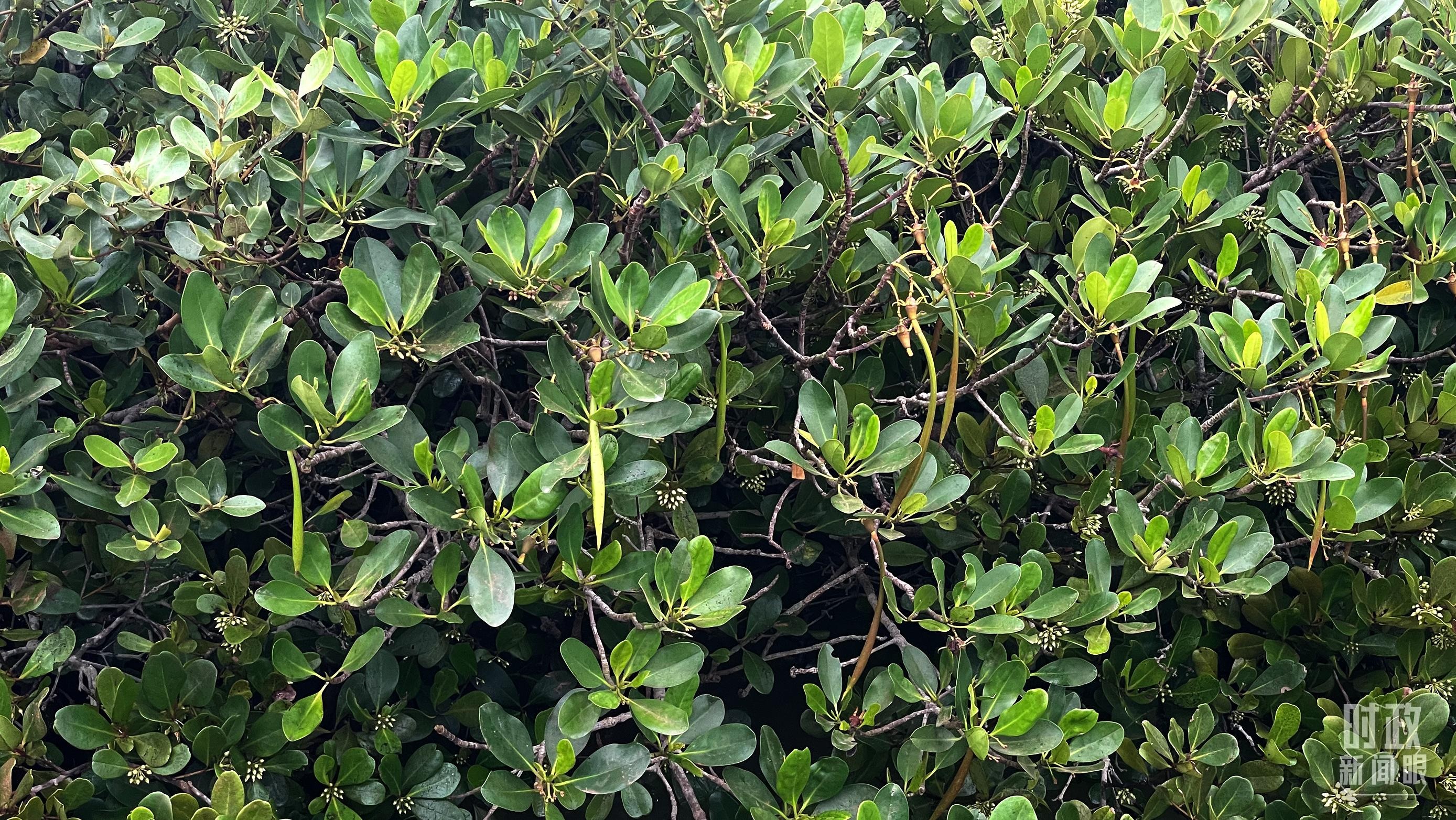 时政新闻眼丨习近平赴广东湛江考察，承载哪些战略考量？ UZR0OWzA966AYA1ajpg