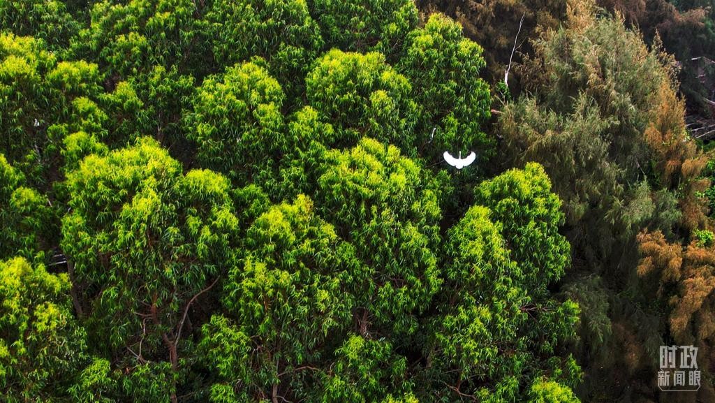 时政新闻眼丨习近平赴湛江考察,承载哪些战略考量? NKE41bskETtyE7bFjpg