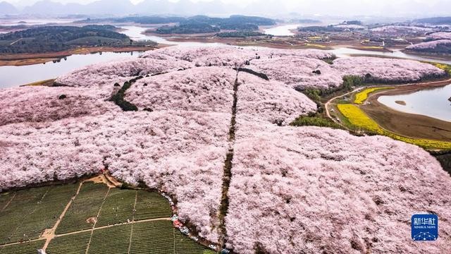 春日到贵州来看“海” W8Za8HHV338xQcAhjpg