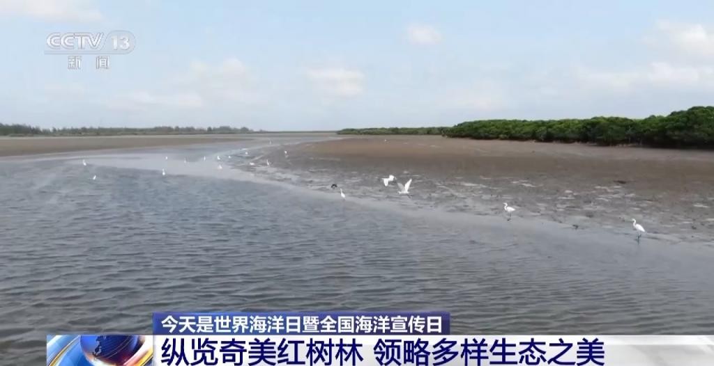 红树林让滩涂美了，村民富了 UoNopv3lkKnh3OKsjpg