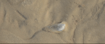 微视频｜海洋之声 tQvZOIjqbbqjpZ4Qjpg