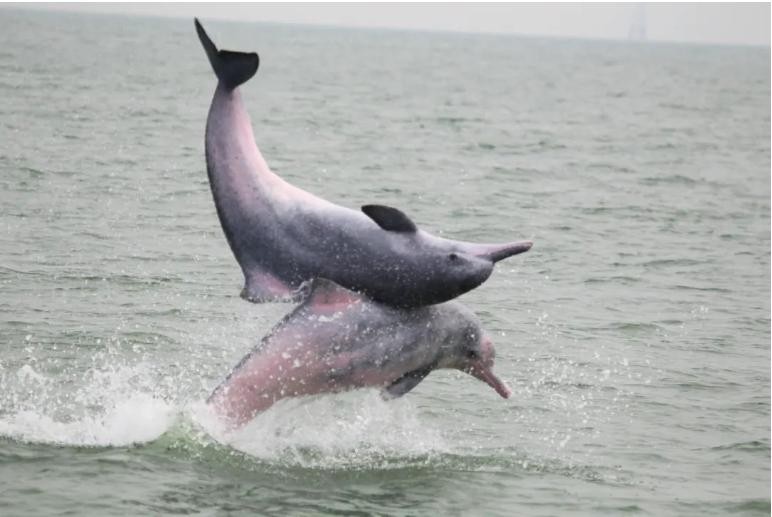 海洋生态文明怎样建设？广东念好“三海经” DQZ1hceV517pq571jpg